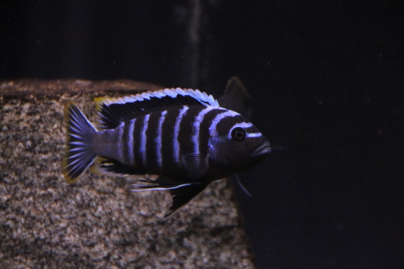 Cynotilapia afra 'Border'